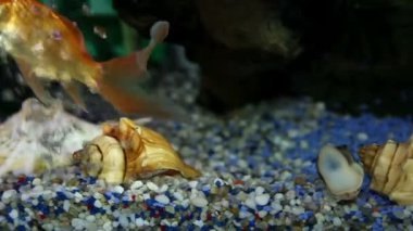 çevresinde Yüzme akvaryumdaki balıklar