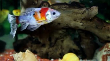 özel olarak dekore edilmiş akvaryumda balık keyfi