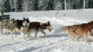 husky kızak ile sürüş sırasında aile zevk