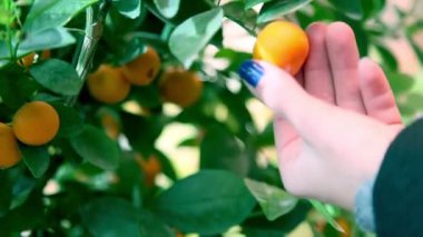 mandalina küçük ağaç üzerinde seyir