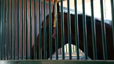 At ahır demir parmaklıklar arkasında