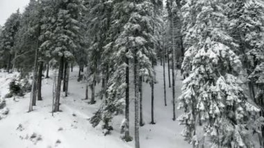 pastoral kayak pisti ve karlı çam ağacı orman