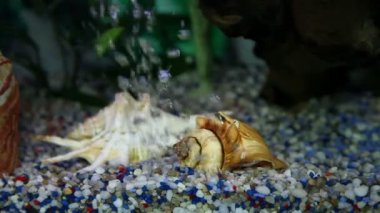 çevresinde Yüzme akvaryumdaki balıklar