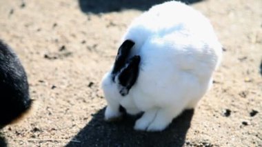 büyük beyaz rabit koyu gözlü