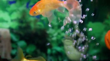 çevresinde Yüzme akvaryumdaki balıklar