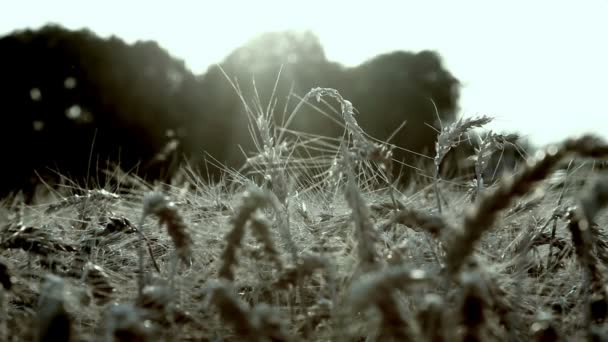 Wheat field — Stock Video