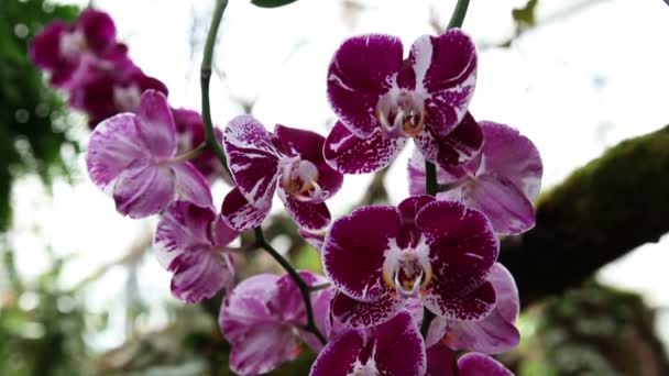 Primer plano de la flor de una hermosa orquídea violeta — Vídeos de Stock