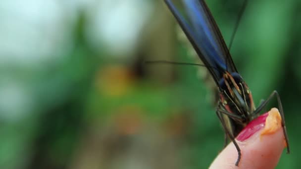 Mariposa en el dedo de una mujer — Vídeos de Stock