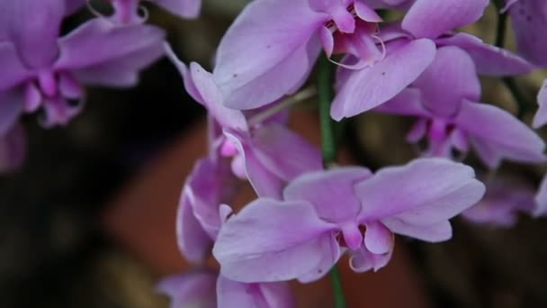 Close up of a pink — Stock Video