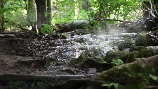 Detailed shot of rapids in the woods — Stock Video