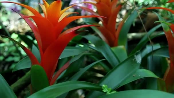 Fleur jungle rouge 