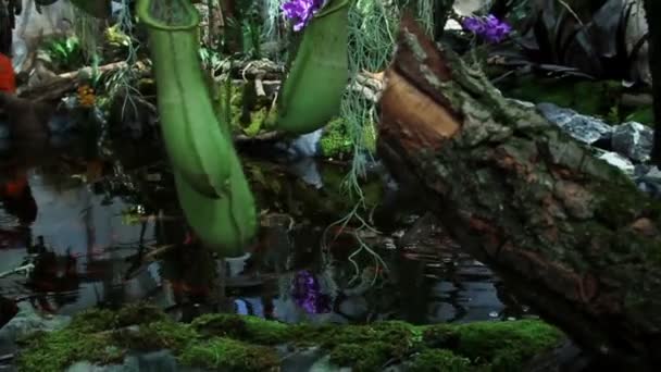 Carnivorous plant — Stock Video