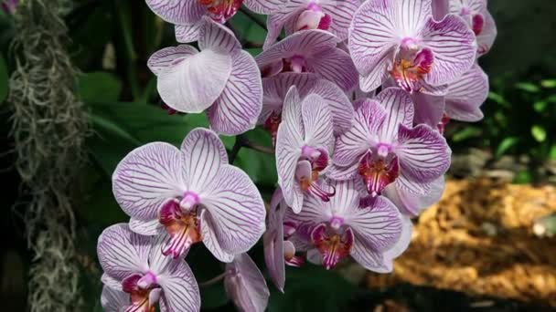 Growing blossom orchids on trees — Stock Video