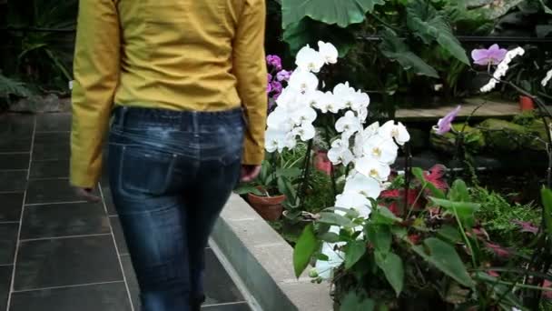 Mujer bonita oliendo la flor hermosa de la orquídea en un invernadero — Vídeos de Stock