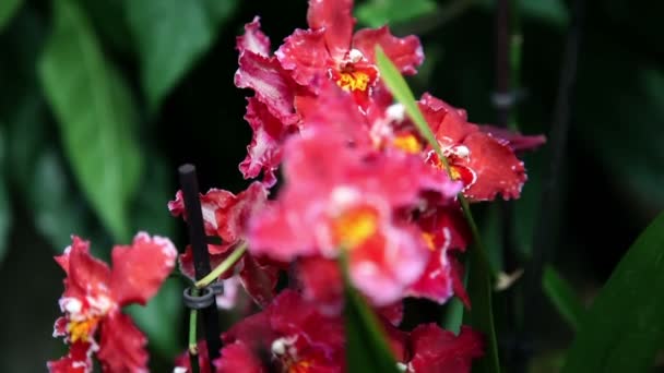 Fechar acima da flor de uma orquídea vermelha — Vídeo de Stock