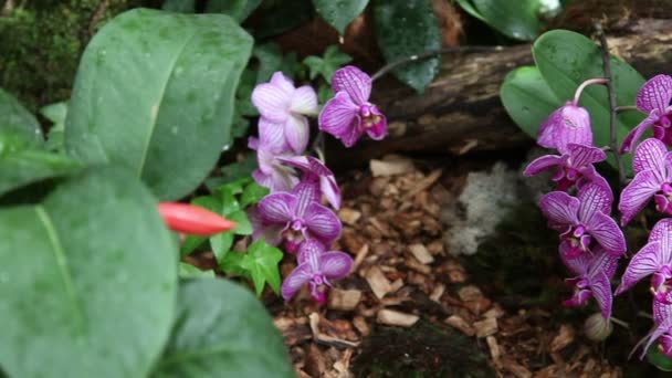 Pan shot of a group of pink orchids — Stock Video