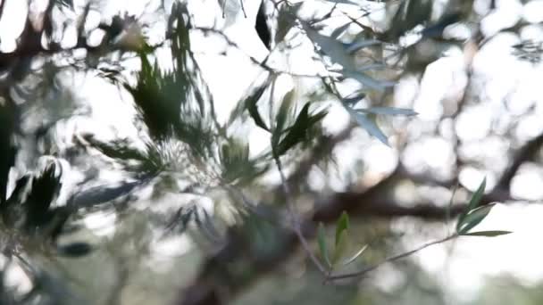 Close upFoto panoramica dell'ulivo con messa a fuoco variabile — Video Stock