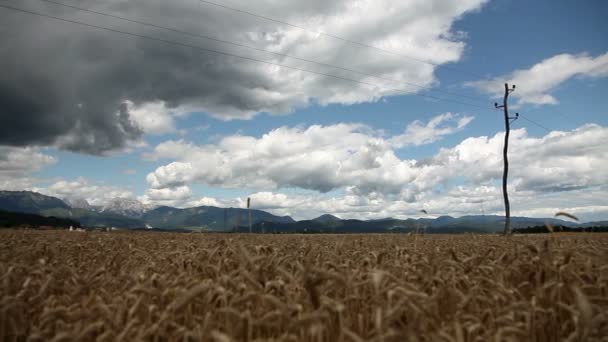 Champ de blé — Video