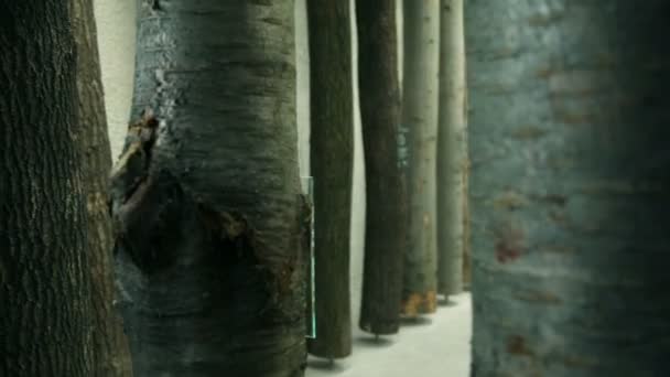 Troncos de árvore exibidos em um museu — Vídeo de Stock