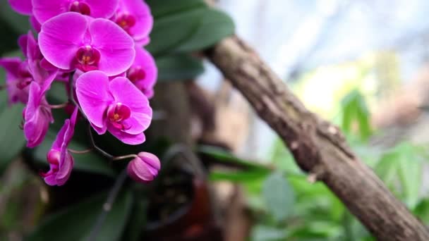 Beautiful orchid's blossom — Stock Video