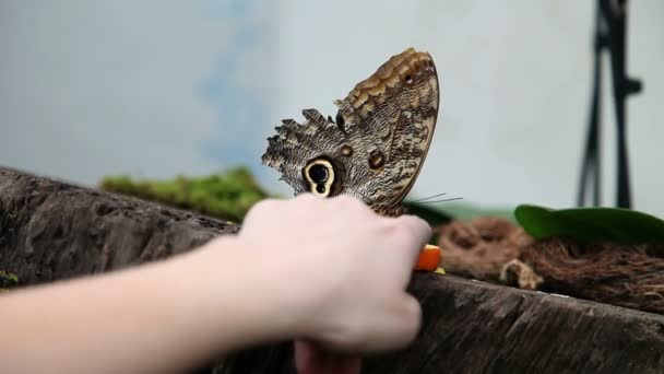 Ein schöner brauner Schmetterling auf einer anonymen Hand — Stockvideo