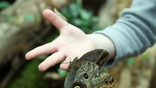 Schmetterling auf der Hand — Stockvideo