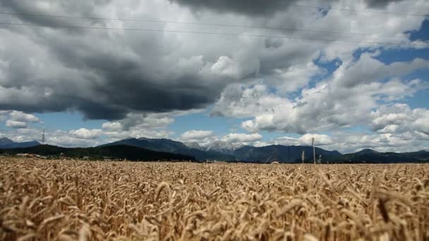 Campo de trigo — Vídeos de Stock