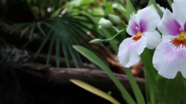 Gros plan d'une fleur d'orchidée violette blanche — Video