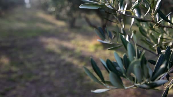 Close up Pan shot of the olive branch — Αρχείο Βίντεο