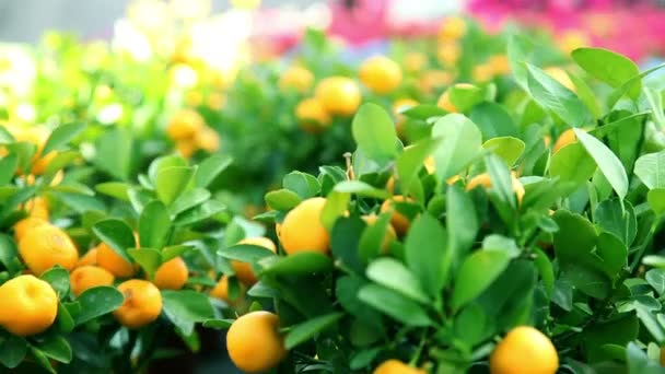 Mandarins growing on tree in a garden — Stock Video