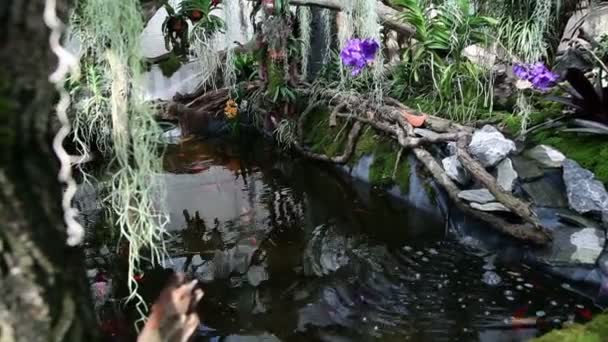 Beautiful fishpond in garden — Stock Video