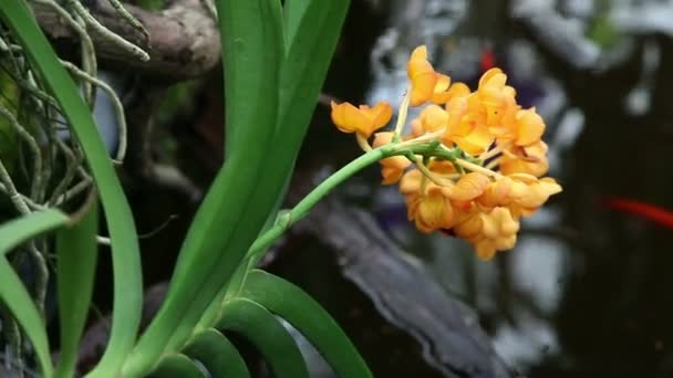 Flor de orquídea amarilla inclinada sobre estanque de peces — Vídeo de stock
