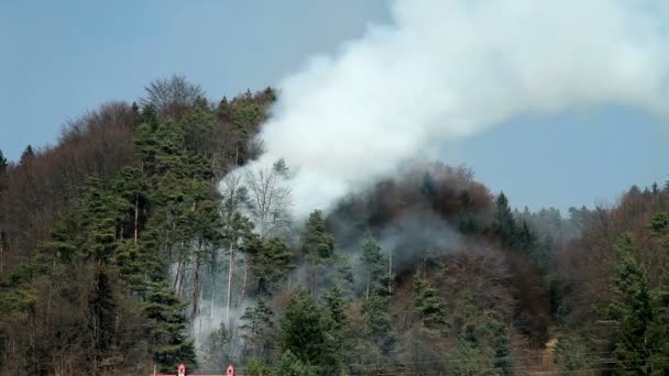 Desastre natural, humo en el bosque — Vídeos de Stock