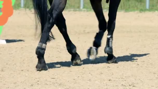 Hoves de cavalo profissional no rancho de treinamento externo — Vídeo de Stock