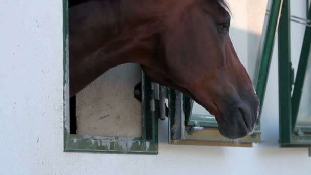 Gros plan de la tête de cheval par la fenêtre — Video