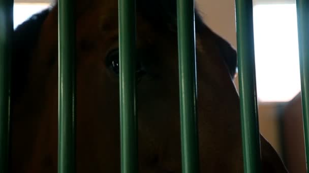 Horse behind iron bars in stall — Stock Video