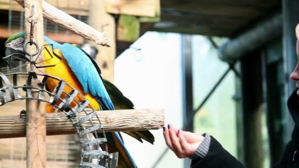 Mulher bonita tocando papagaio colorido — Vídeo de Stock