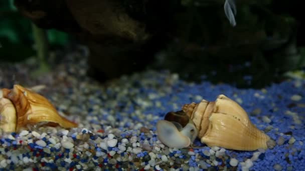 Fishes in aquarium swimming around — Stock Video