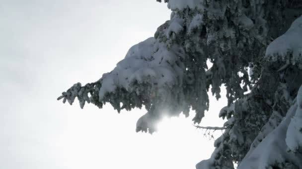 Abeto nevado — Vídeo de stock