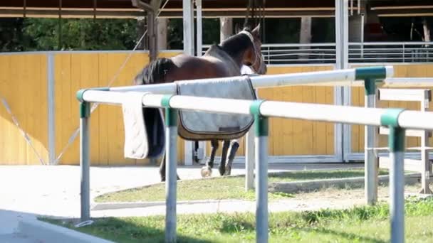 Pferd draußen wird auf das Training vorbereitet — Stockvideo