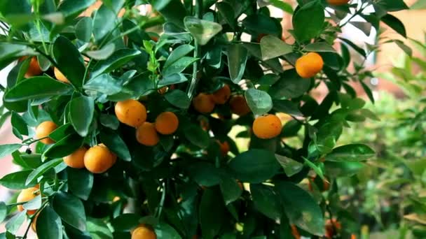 Mirando mandarinas en un pequeño árbol — Vídeos de Stock