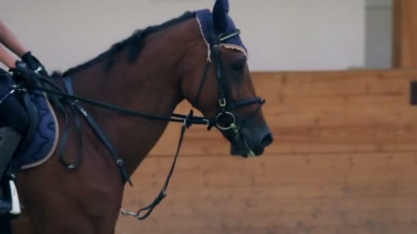 Jong meisje opleiding voor professionele jockey — Stockvideo