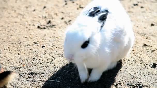 Großer weißer Hase mit dunklen Augen — Stockvideo