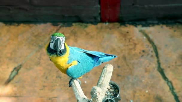 Beautiful, colorful parrot making funny moves towards camera — Stock Video