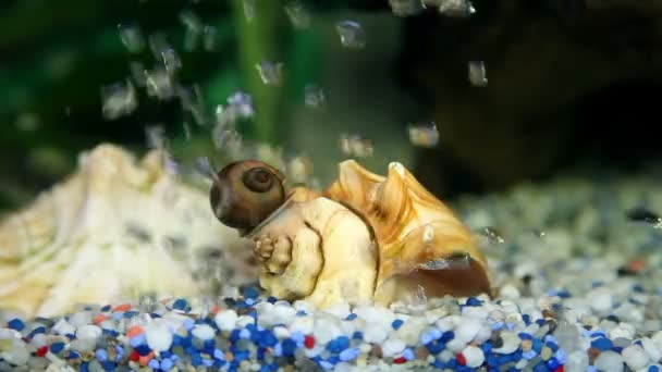 Bellen van lucht die onder stenen in aquarium — Stockvideo