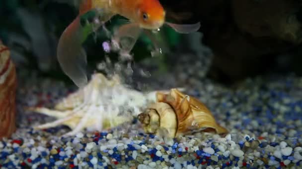 Vissen in het aquarium zwemmen rond — Stockvideo