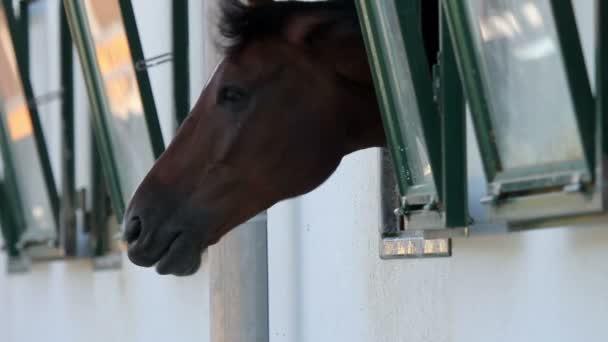 Horse in big stall looking through the window — Stock Video