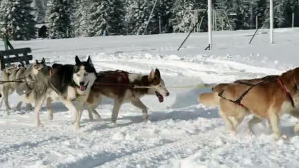 Família desfrutando enquanto dirige com trenó husky — Vídeo de Stock