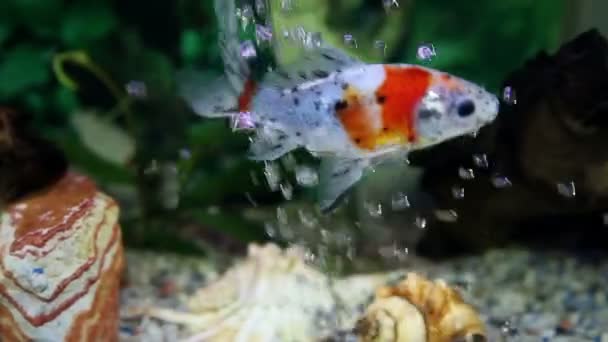 Fish enjoying in the specially decorated aquarium — Stock Video