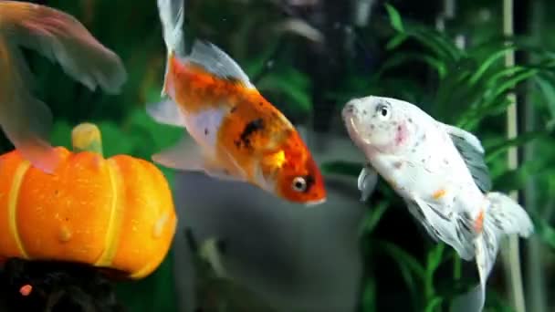Poissons dans l'aquarium nageant autour — Video